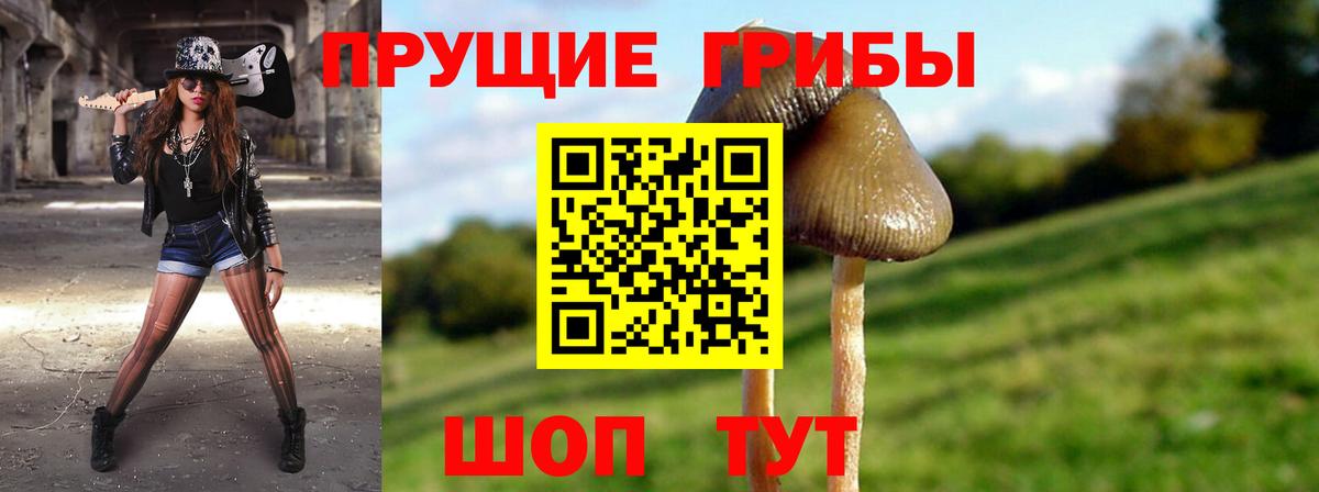 Галлюциногенные грибы Psilocybine cubensis Ипатово